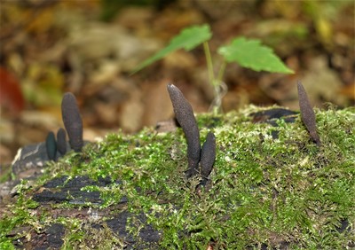 Dead Mans fingers - Xylaria polymorpha
